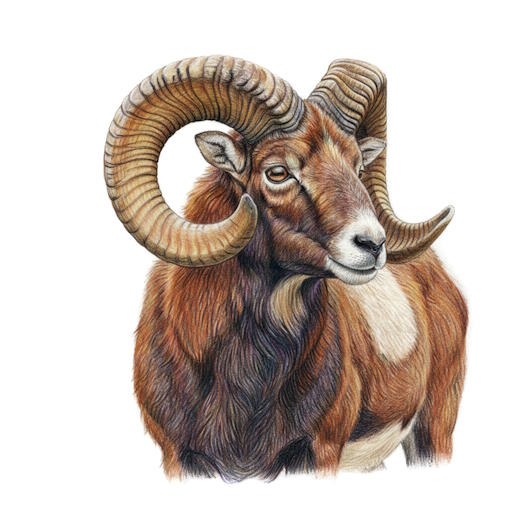 Asiatic Mouflon