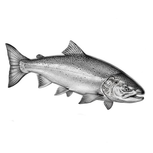 Atlantic Salmon