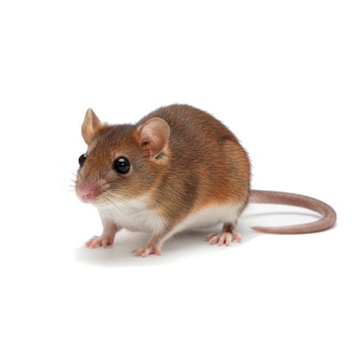 Bougainville Melomys