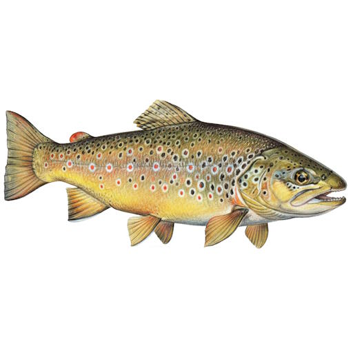 Brown Trout