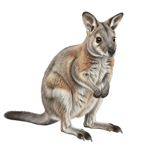 Brush-tailed Rock-wallaby