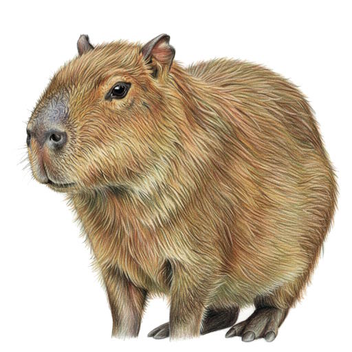 Capybara