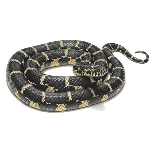Common Kingsnake