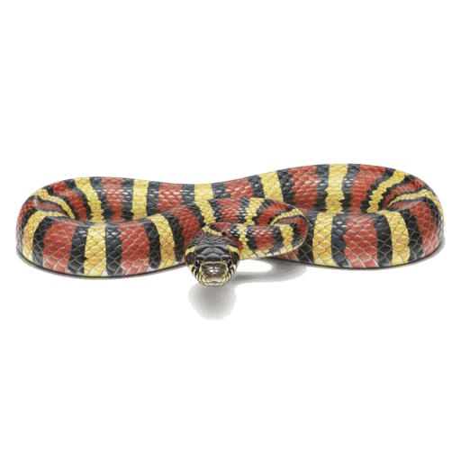 Coral Snake