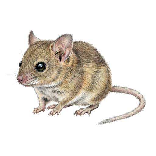 Dunnart