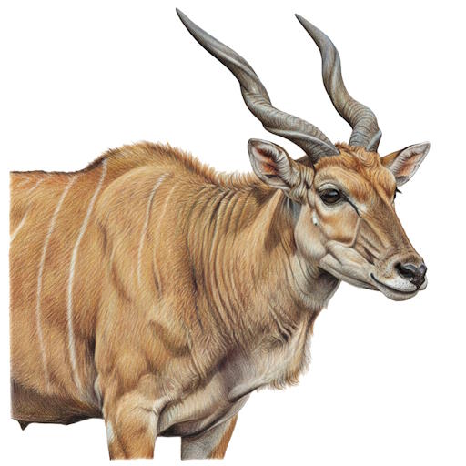 Eland
