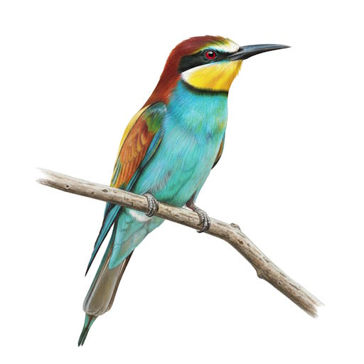 European Bee-eater