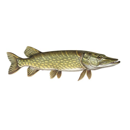 European Pike