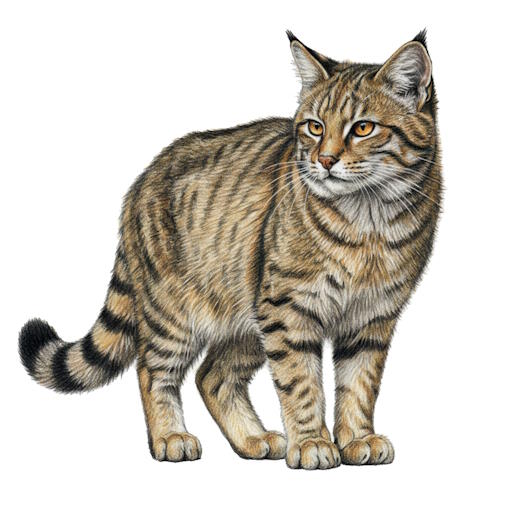 European Wildcat