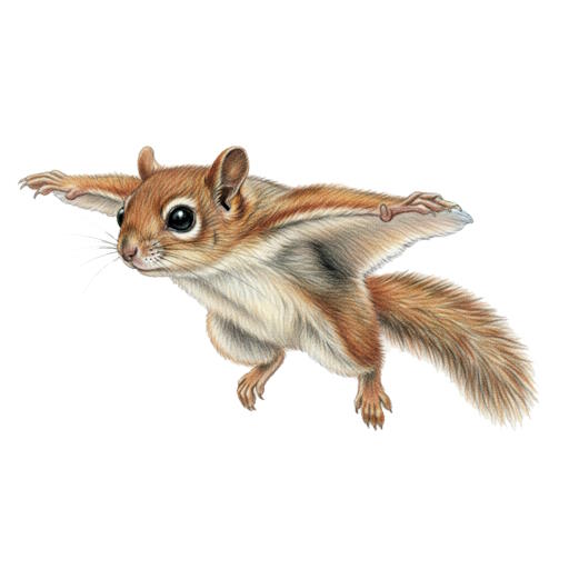 Flying Squirrel