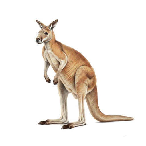 Giant Kangaroo