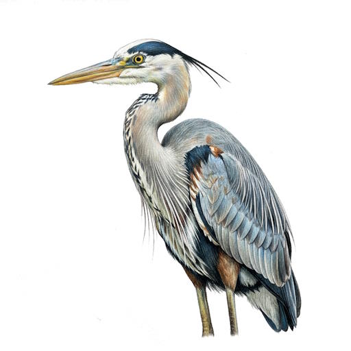 Great Blue Heron