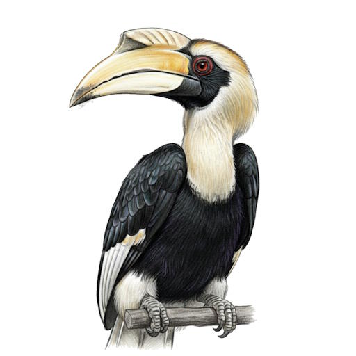 Great Hornbill