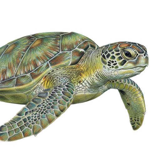 Green Sea Turtle