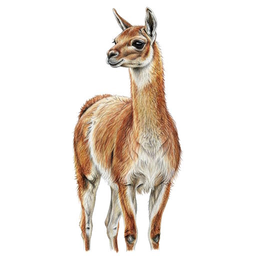 Guanaco