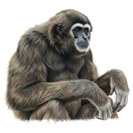 Hoolock Gibbon