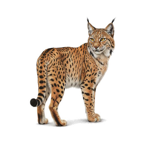Iberian Lynx