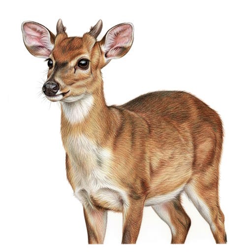 Indian Muntjac