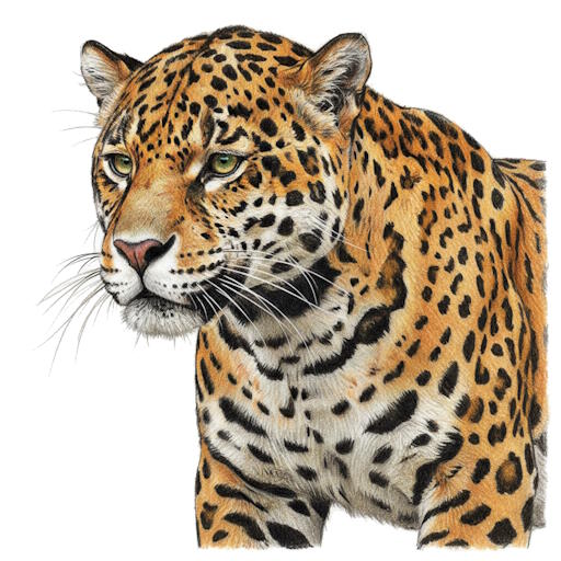 Jaguar