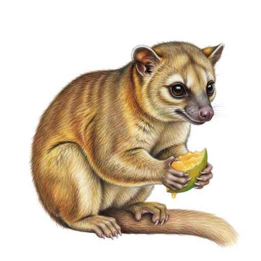 Kinkajou