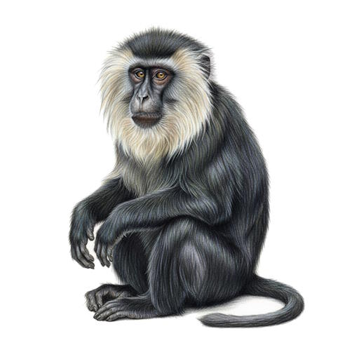 Lion-tailed Macaque