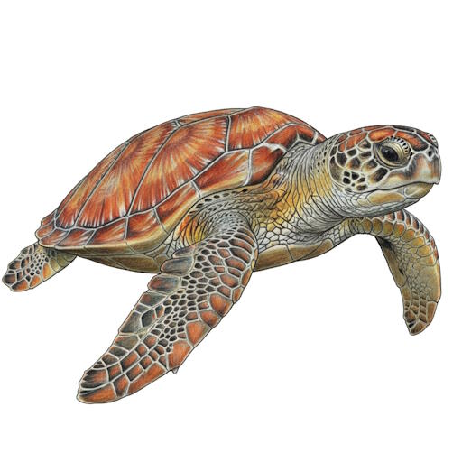 Loggerhead Sea Turtle