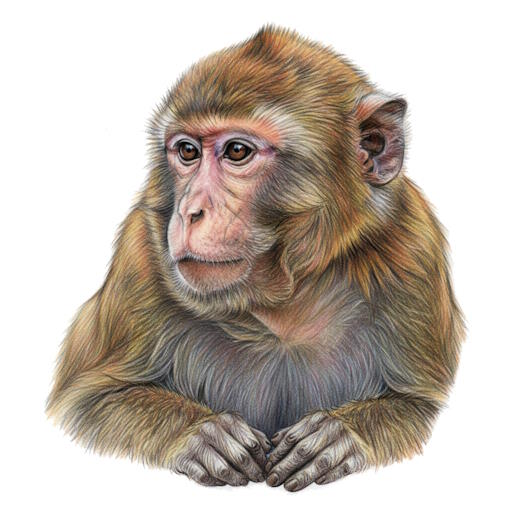 Macaque