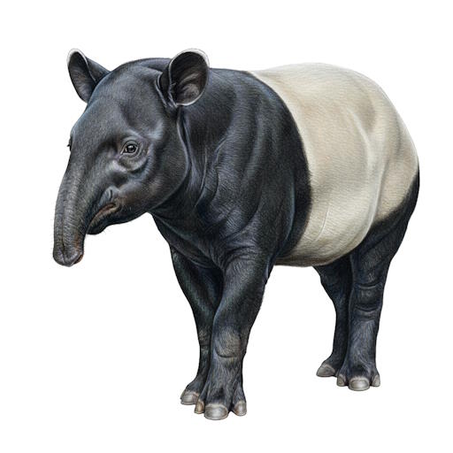 Malayan Tapir