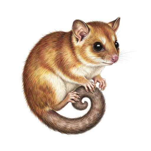 Monito del monte