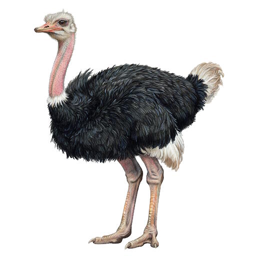 Ostrich