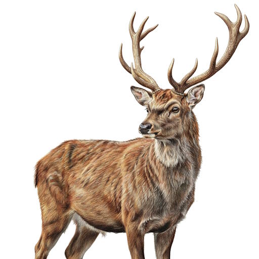 P&egrave;re David's Deer