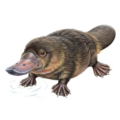 Platypus