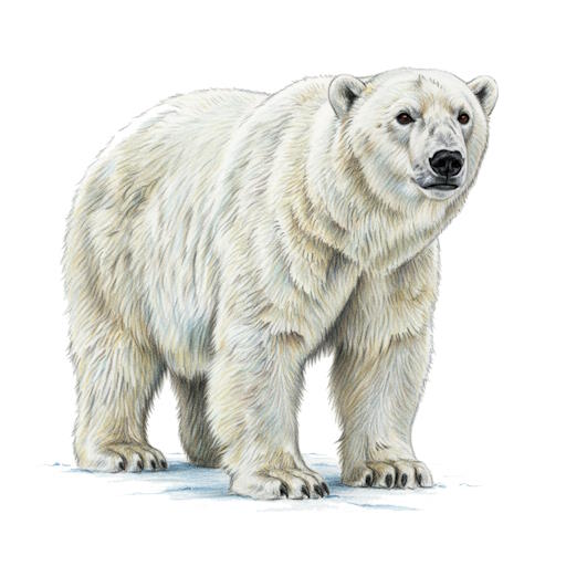 Polar Bear
