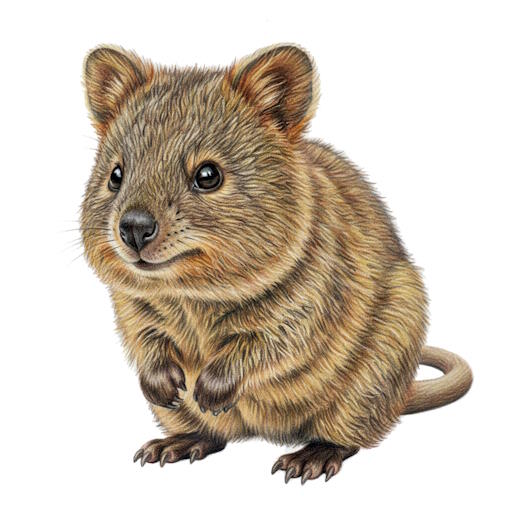 Quokka