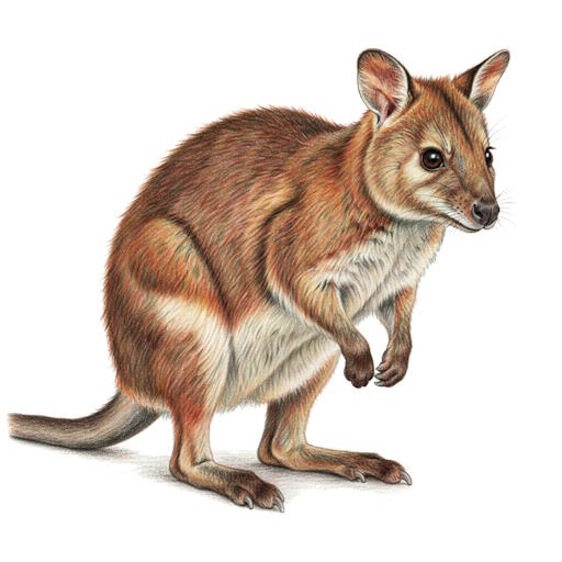 Red-legged Pademelon