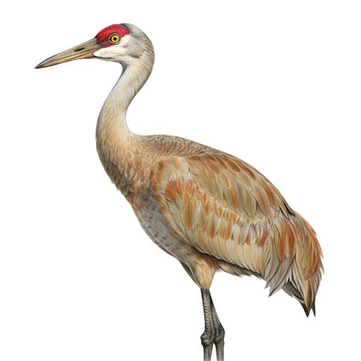 Sandhill Crane