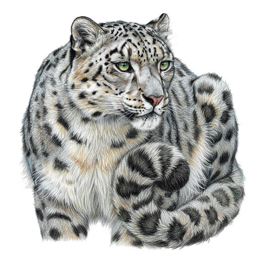 Snow Leopard
