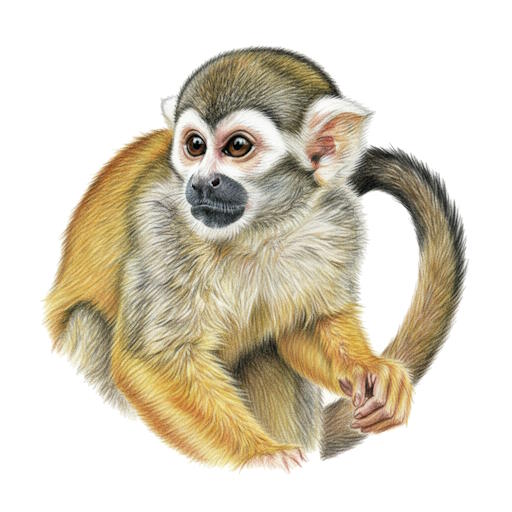Squirrel Monkey