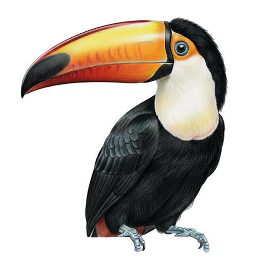 Toco Toucan