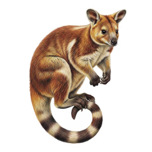 Tree-kangaroo