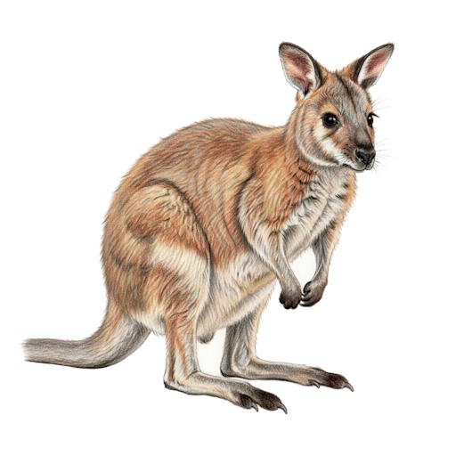 Wallaby