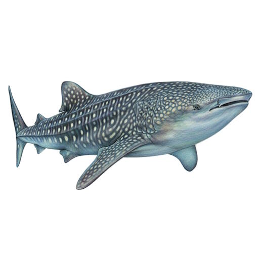 Whale Shark