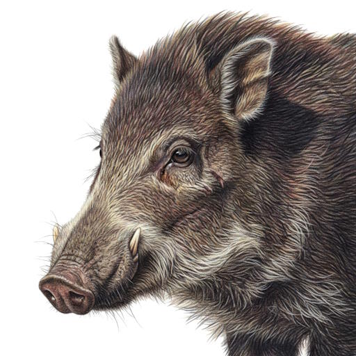 White-lipped Peccary