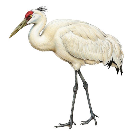 Whooping Crane